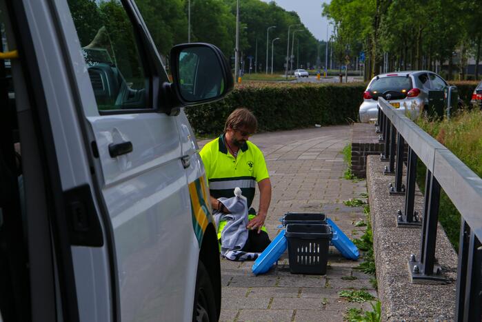 Brandweer haalt zwaantjes uit kanaal