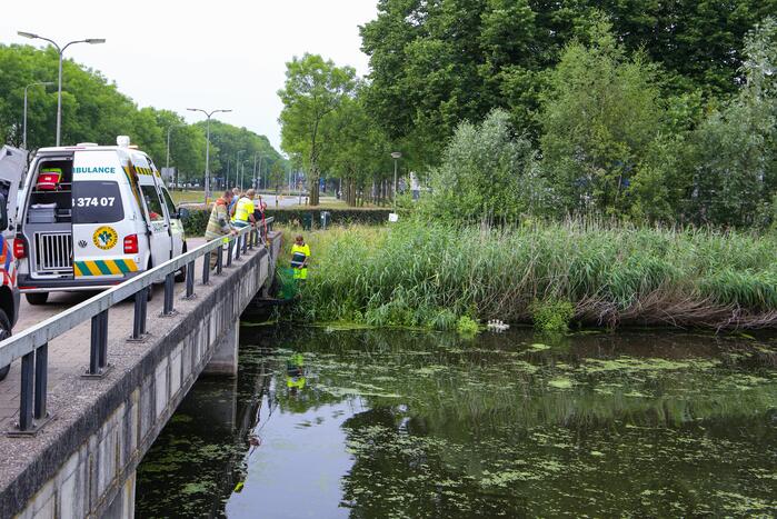 Brandweer haalt zwaantjes uit kanaal