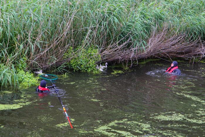 Brandweer haalt zwaantjes uit kanaal