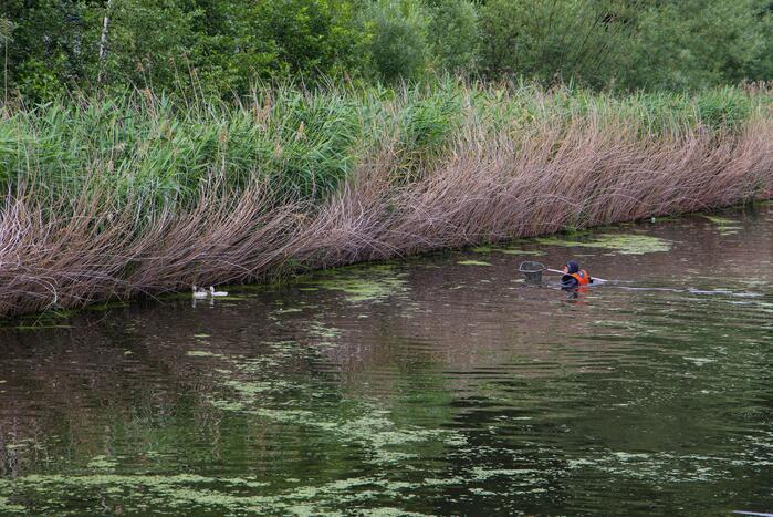 Brandweer haalt zwaantjes uit kanaal