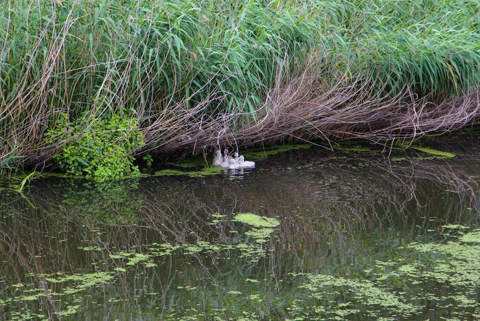 Brandweer haalt zwaantjes uit kanaal
