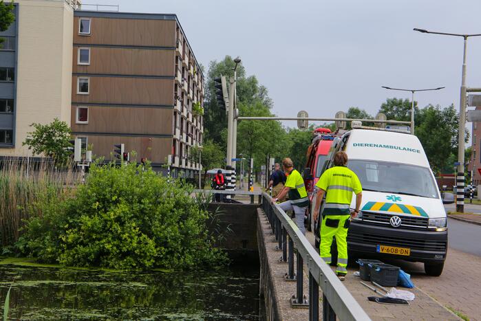 Brandweer haalt zwaantjes uit kanaal