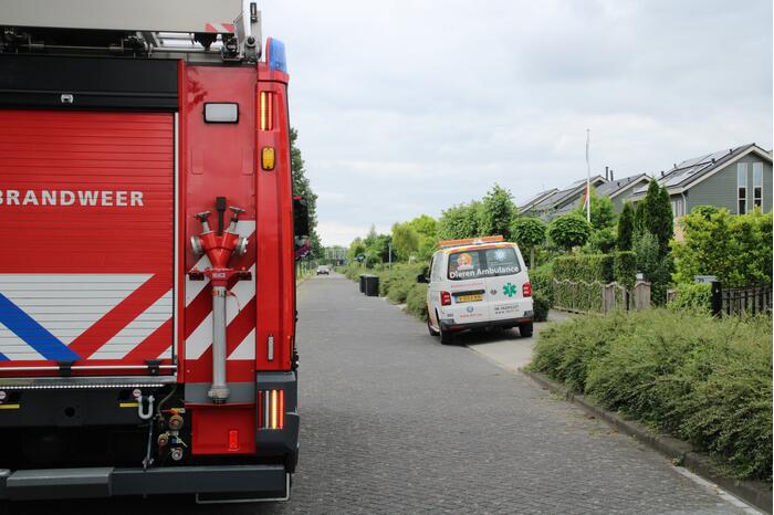Reddingsactie brandweer voor baby-eendjes