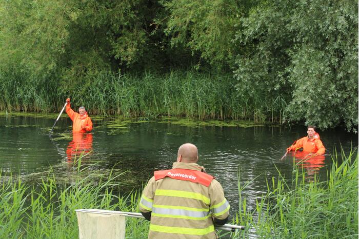 Reddingsactie brandweer voor baby-eendjes