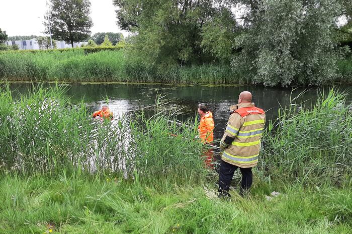 Reddingsactie brandweer voor baby-eendjes