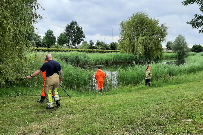 Reddingsactie brandweer voor baby-eendjes