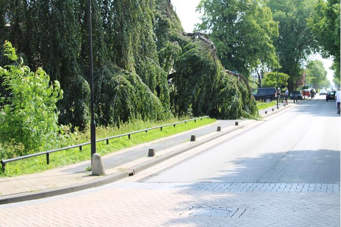 Grote tak treurwilg afgebroken