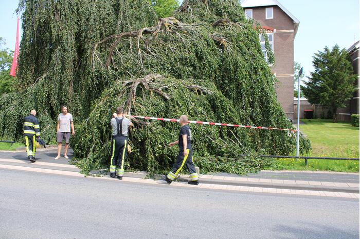 Grote tak treurwilg afgebroken