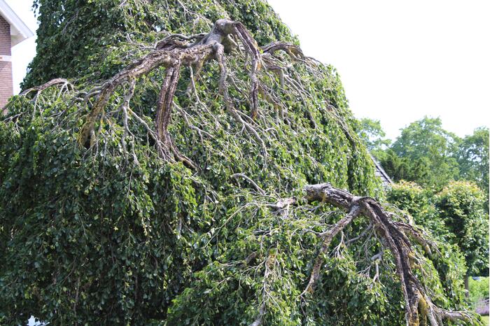 Grote tak treurwilg afgebroken