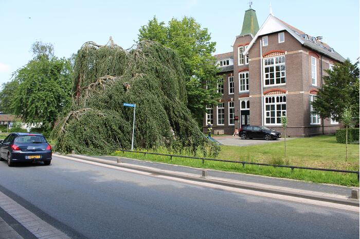 Grote tak treurwilg afgebroken