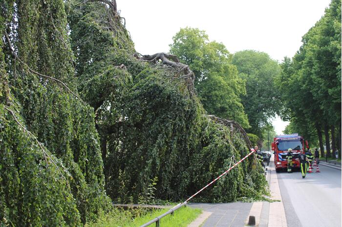 Grote tak treurwilg afgebroken