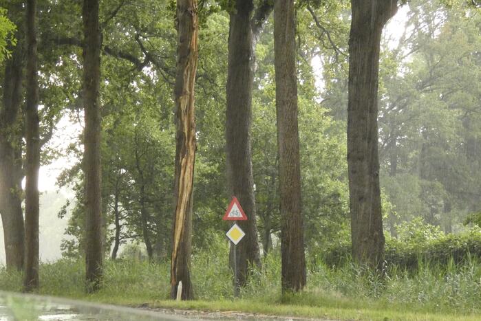 Bliksem ingeslagen in boom