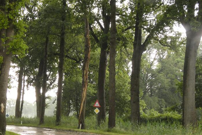Bliksem ingeslagen in boom