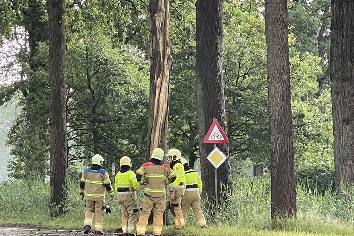 Bliksem ingeslagen in boom