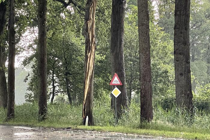 Bliksem ingeslagen in boom