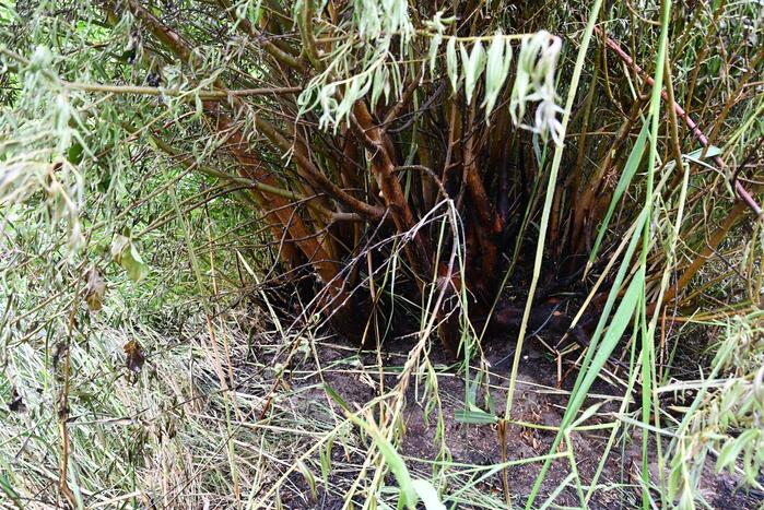 Omwonende ontdekt brand in bosjes