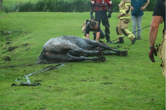 Paard vast in sloot