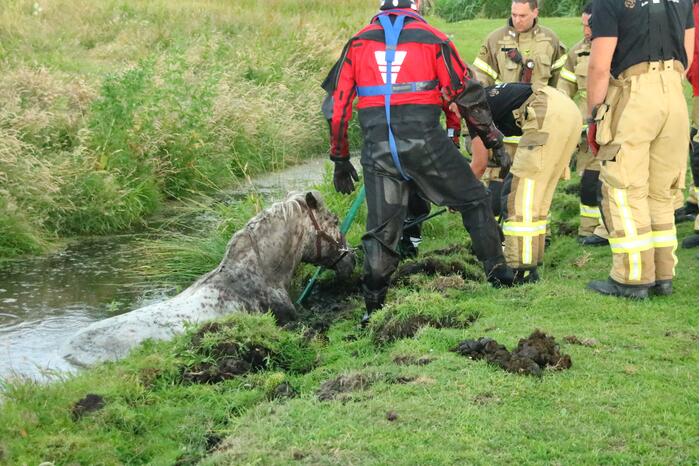Paard vast in sloot