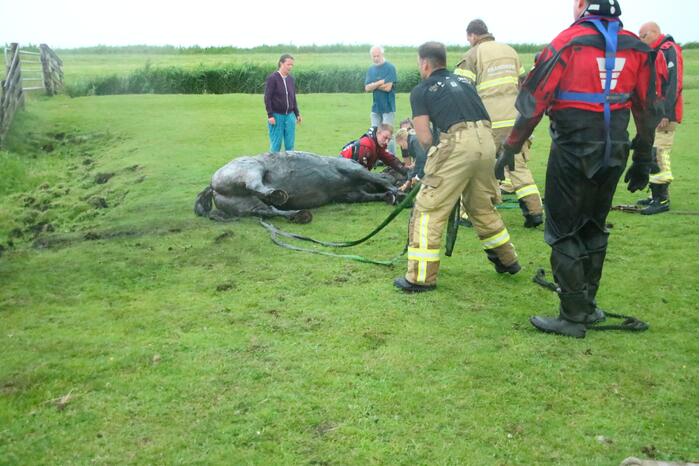Paard vast in sloot