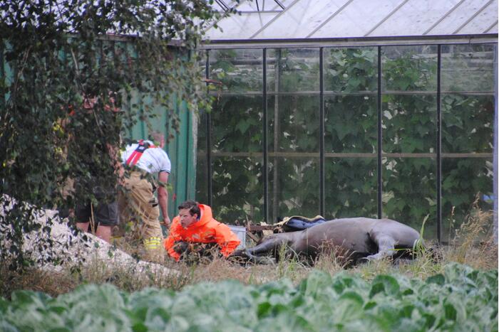 Brandweer haalt paard uit de sloot