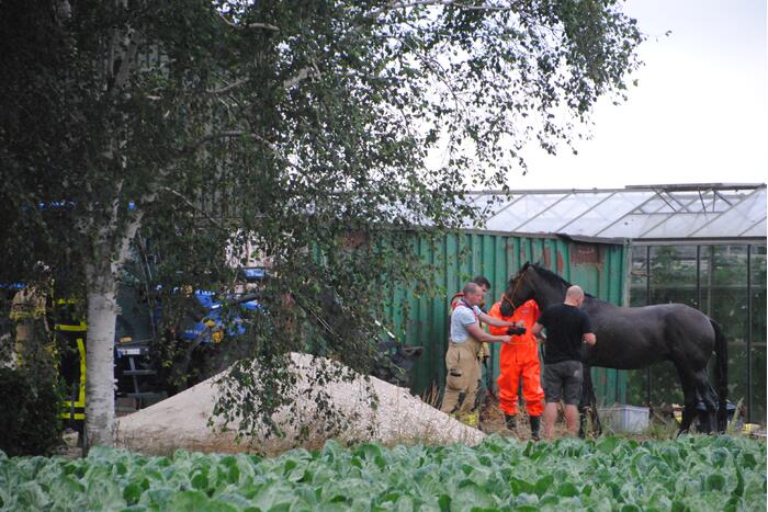 Brandweer haalt paard uit de sloot