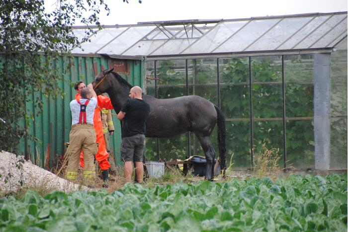 Brandweer haalt paard uit de sloot