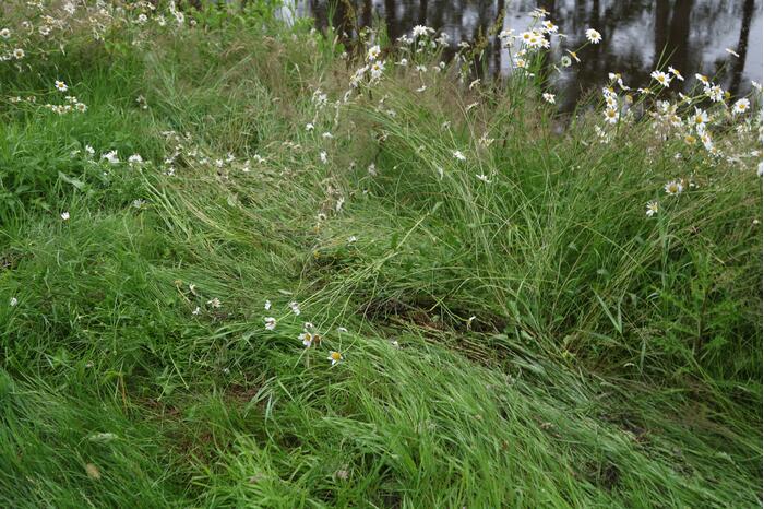 Persoon gewond na te water raken met scooter