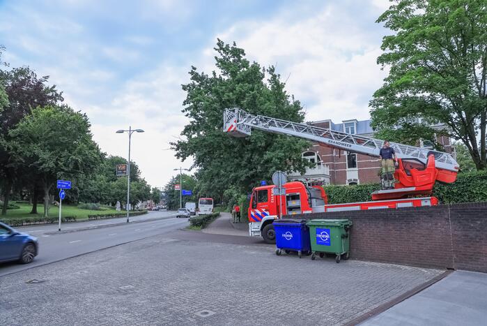 Valkparkiet vliegt boom in