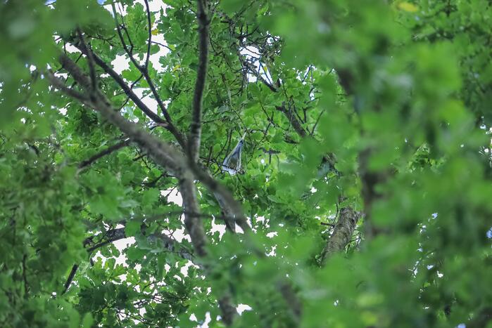 Valkparkiet vliegt boom in