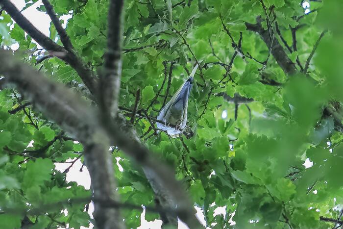 Valkparkiet vliegt boom in
