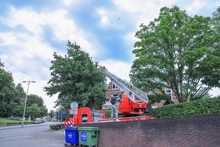 Valkparkiet vliegt boom in