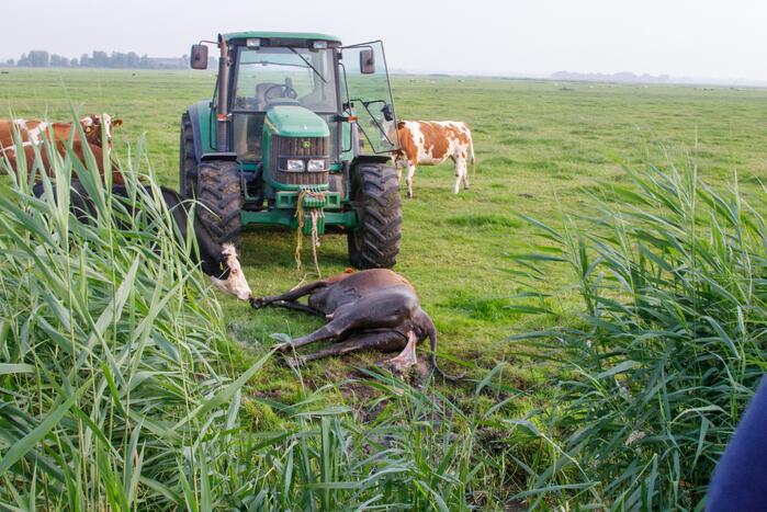 Kalf verdronken tijdens bevalling
