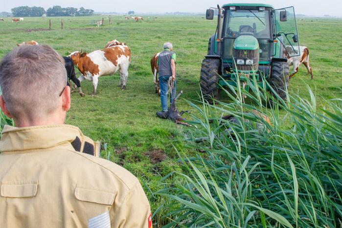 Kalf verdronken tijdens bevalling