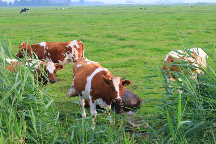Kalf verdronken tijdens bevalling