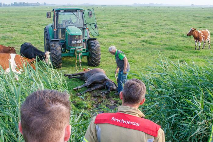 Kalf verdronken tijdens bevalling