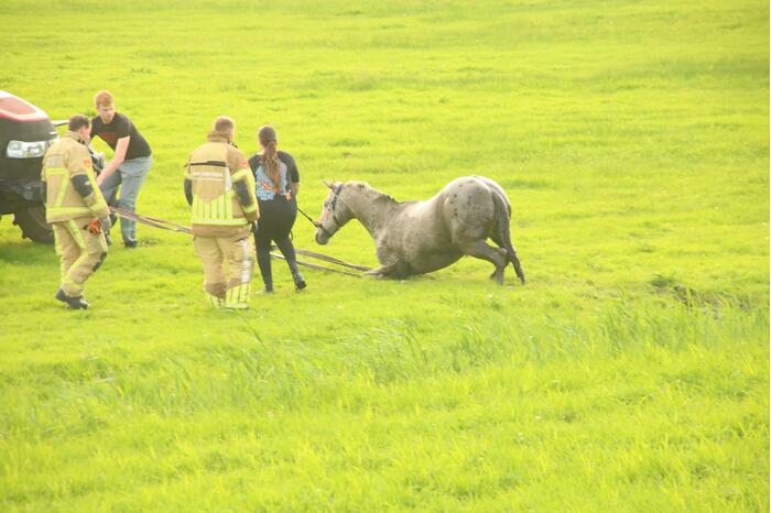 Brandweer haalt paard uit sloot