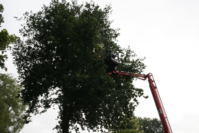 Tak valt vanuit boom op personenauto