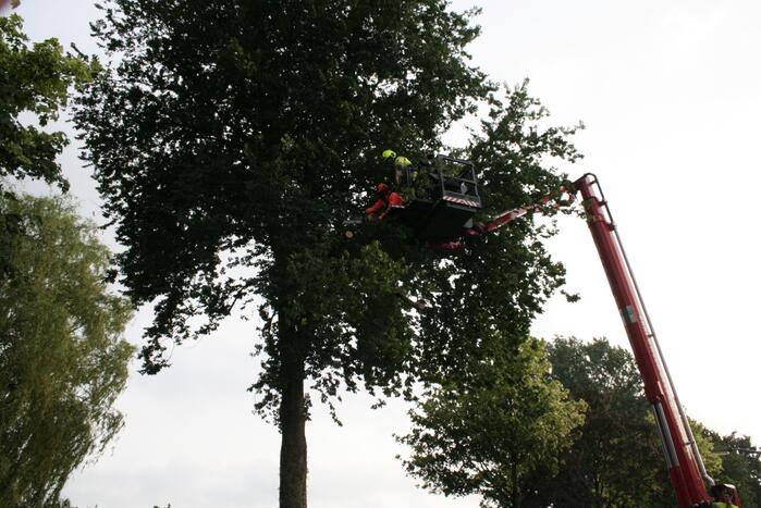 Tak valt vanuit boom op personenauto