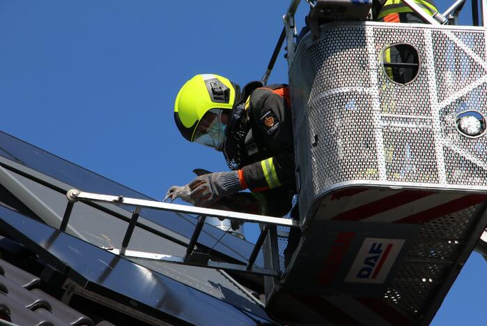 Jonge meeuw vast onder zonnepaneel