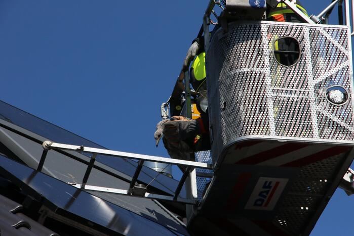 Jonge meeuw vast onder zonnepaneel