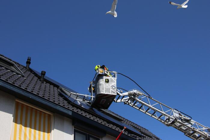 Jonge meeuw vast onder zonnepaneel
