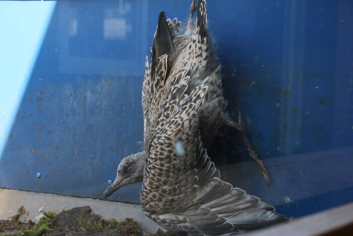 Meeuw gered door brandweer