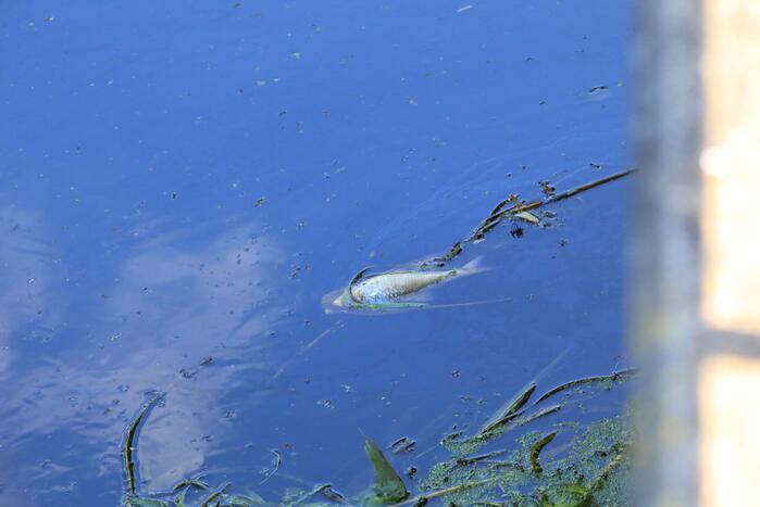 Waterschap haalt emmers met dode vissen uit Valleikanaal