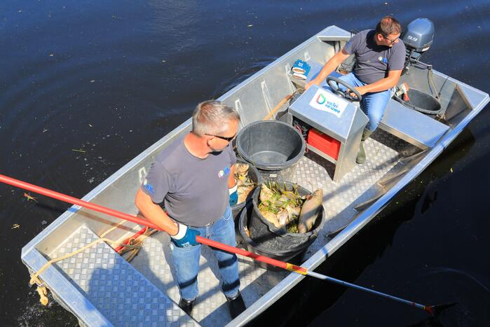 Waterschap haalt emmers met dode vissen uit Valleikanaal