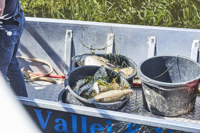 Waterschap haalt emmers met dode vissen uit Valleikanaal