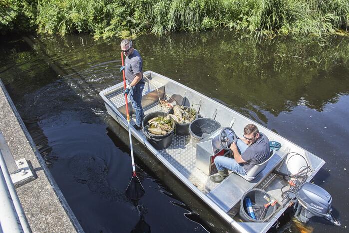 Waterschap haalt emmers met dode vissen uit Valleikanaal