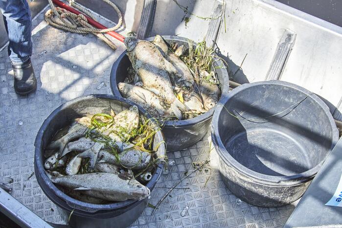 Waterschap haalt emmers met dode vissen uit Valleikanaal