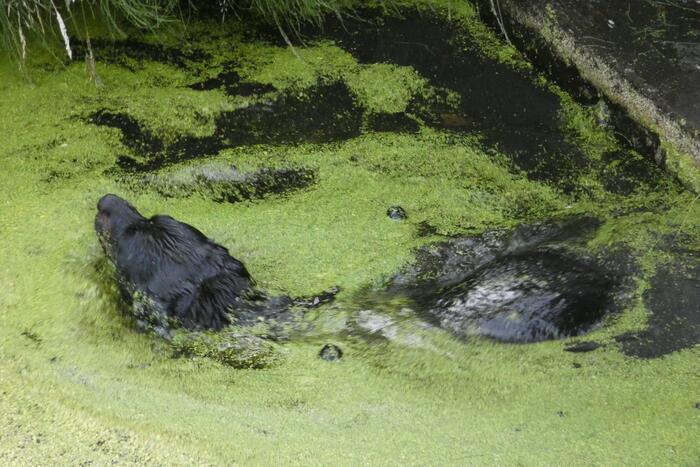 Brandweer vangt te water geraakte hond