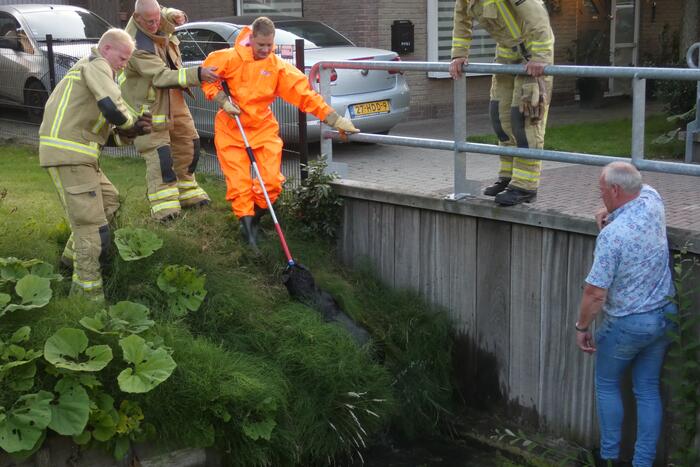 Brandweer vangt te water geraakte hond