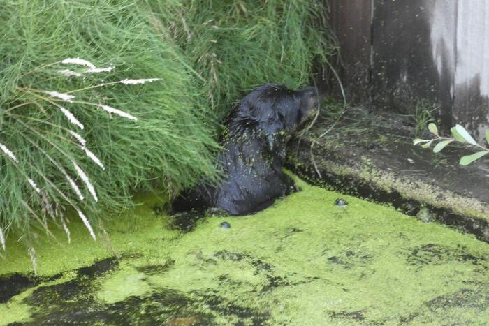 Brandweer vangt te water geraakte hond